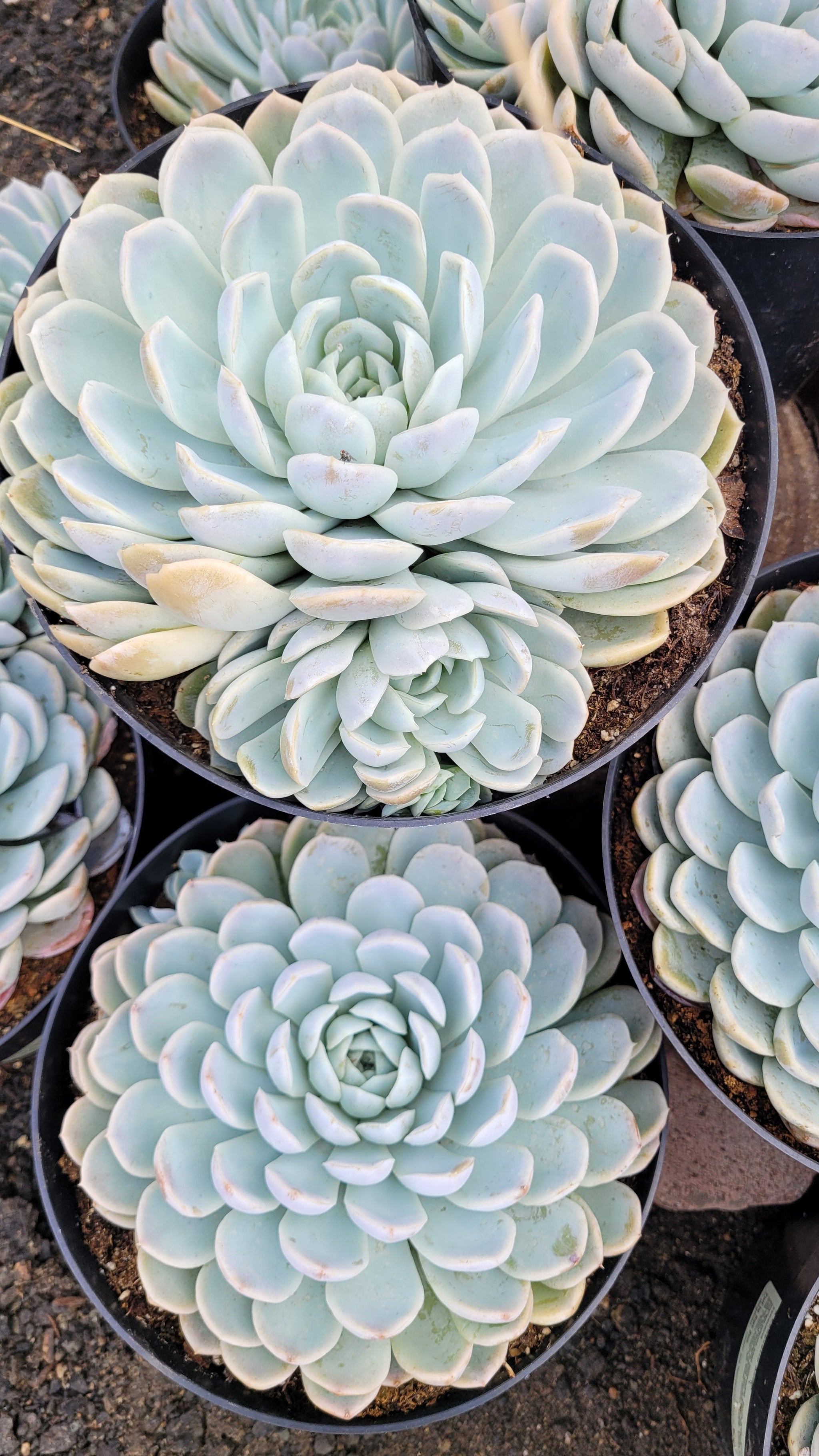 arctic ice succulent Echeveria Arctic Ice – AceMegaSucculents