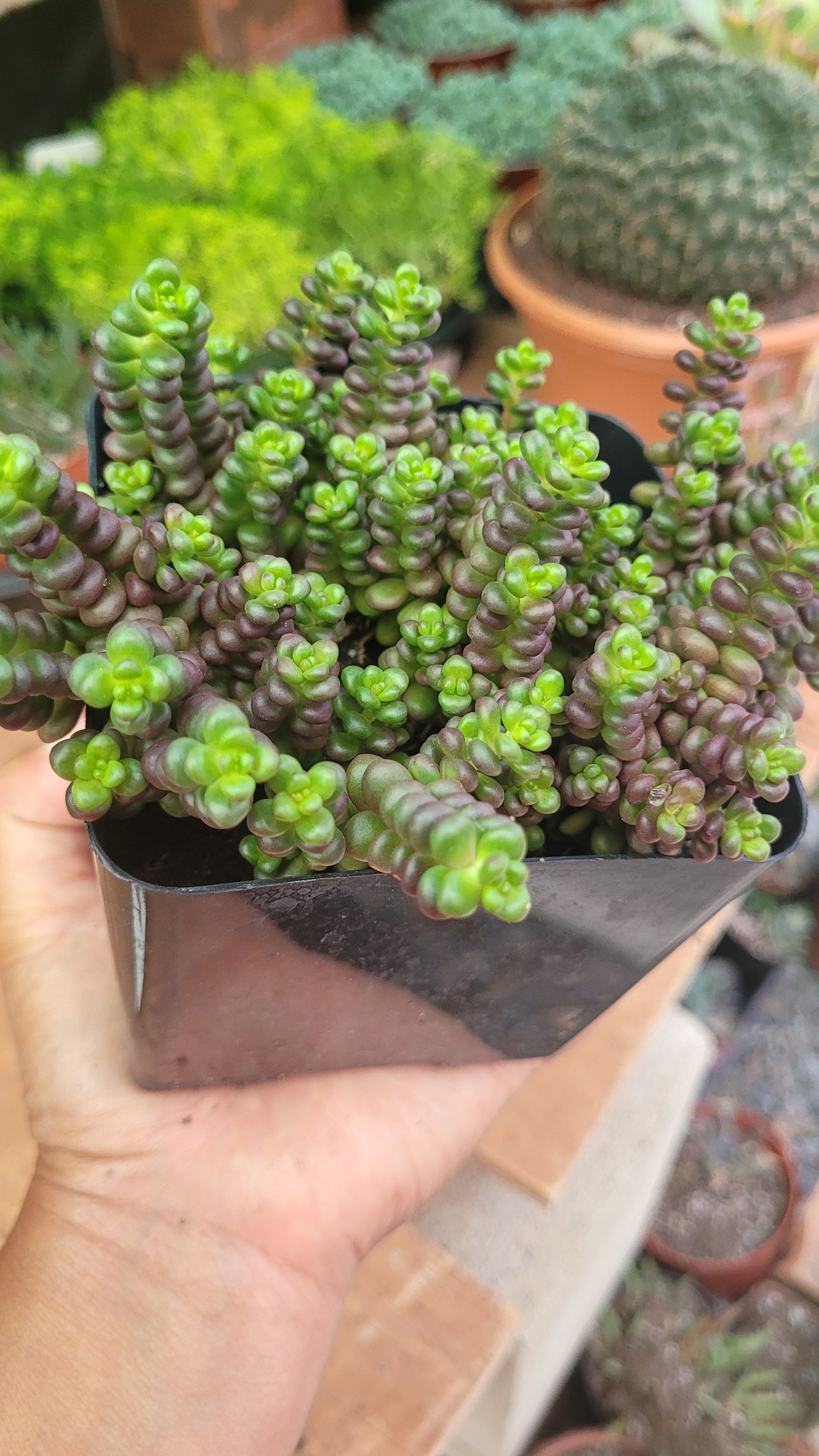 old man bones succulent Sedum Old Man Bones 6" – AceMegaSucculents