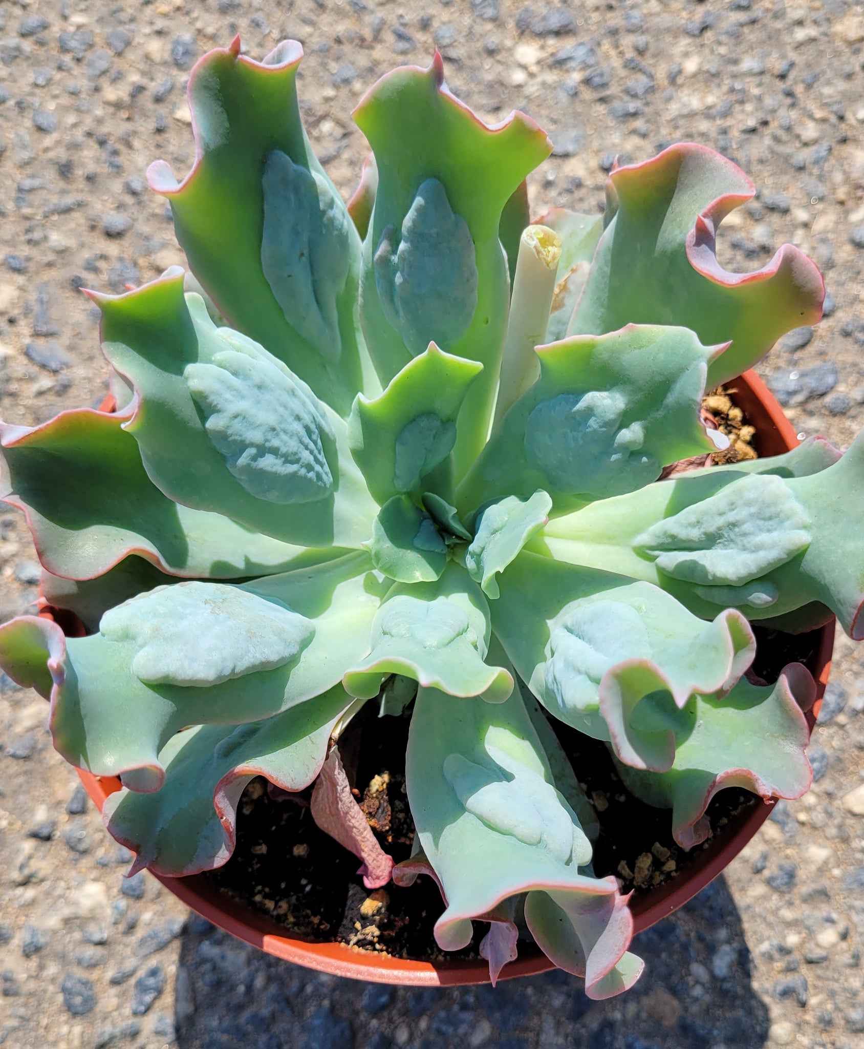 culibra succulent Echeveria Culibra Crested Hybrid – AceMegaSucculents