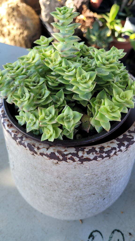 succulent button Crassula perforata variegata 'String of Buttons' – AceMegaSucculents