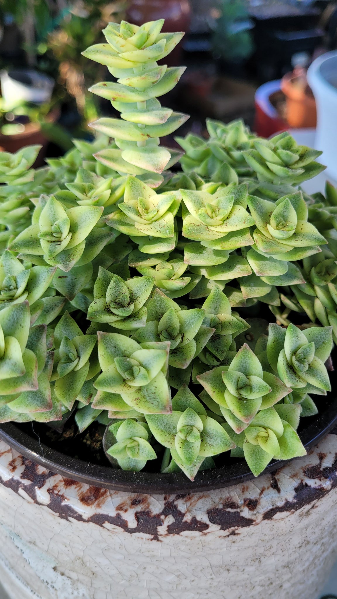 string of buttons succulent Crassula perforata variegata 'String of Buttons' – AceMegaSucculents