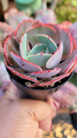 Echeveria Persia 2'5