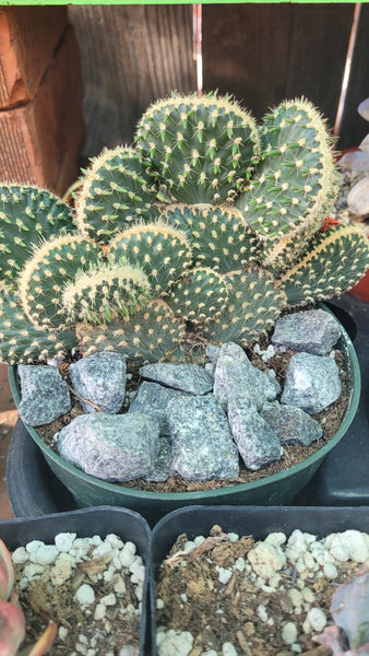 Parry's Crested Cactus (Opuntia Parryi Serpentina Cristata) cactus 6"