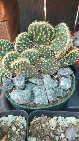 Parry's Crested Cactus (Opuntia Parryi Serpentina Cristata) cactus 6"