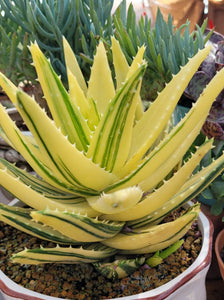 Variegated Aloe Nobilis Variegated Golden Tooth 