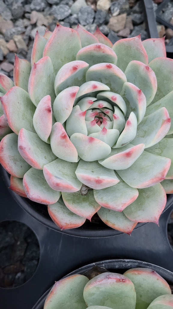 tippy succulent Echeveria Tippy – AceMegaSucculents