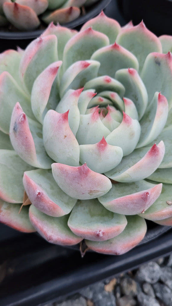tippy pink succulent Echeveria Tippy – AceMegaSucculents