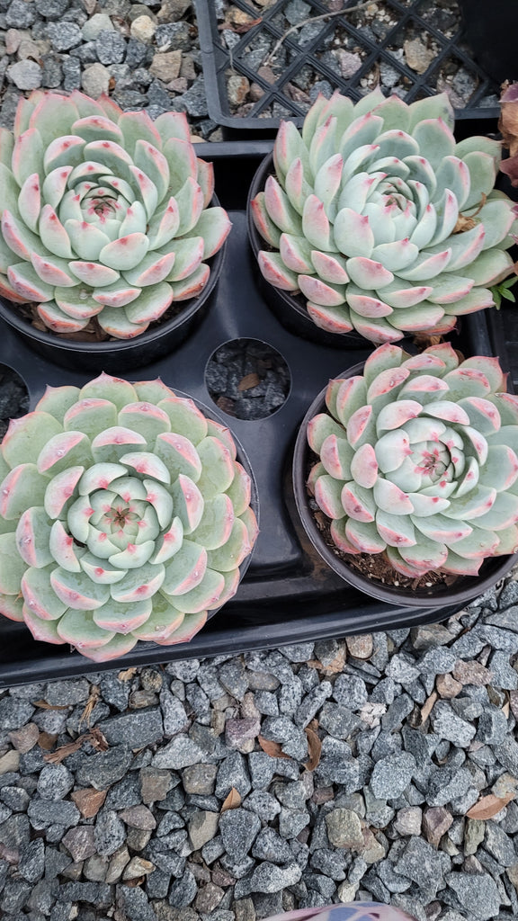 tippy succulent Echeveria Tippy – AceMegaSucculents