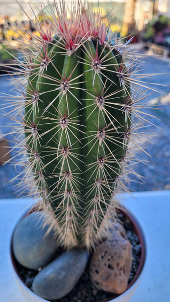 Sagauro cactus