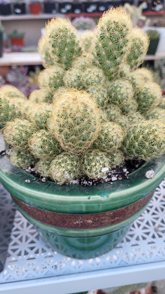 Cactus Elongata