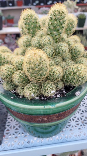 Cactus Elongata