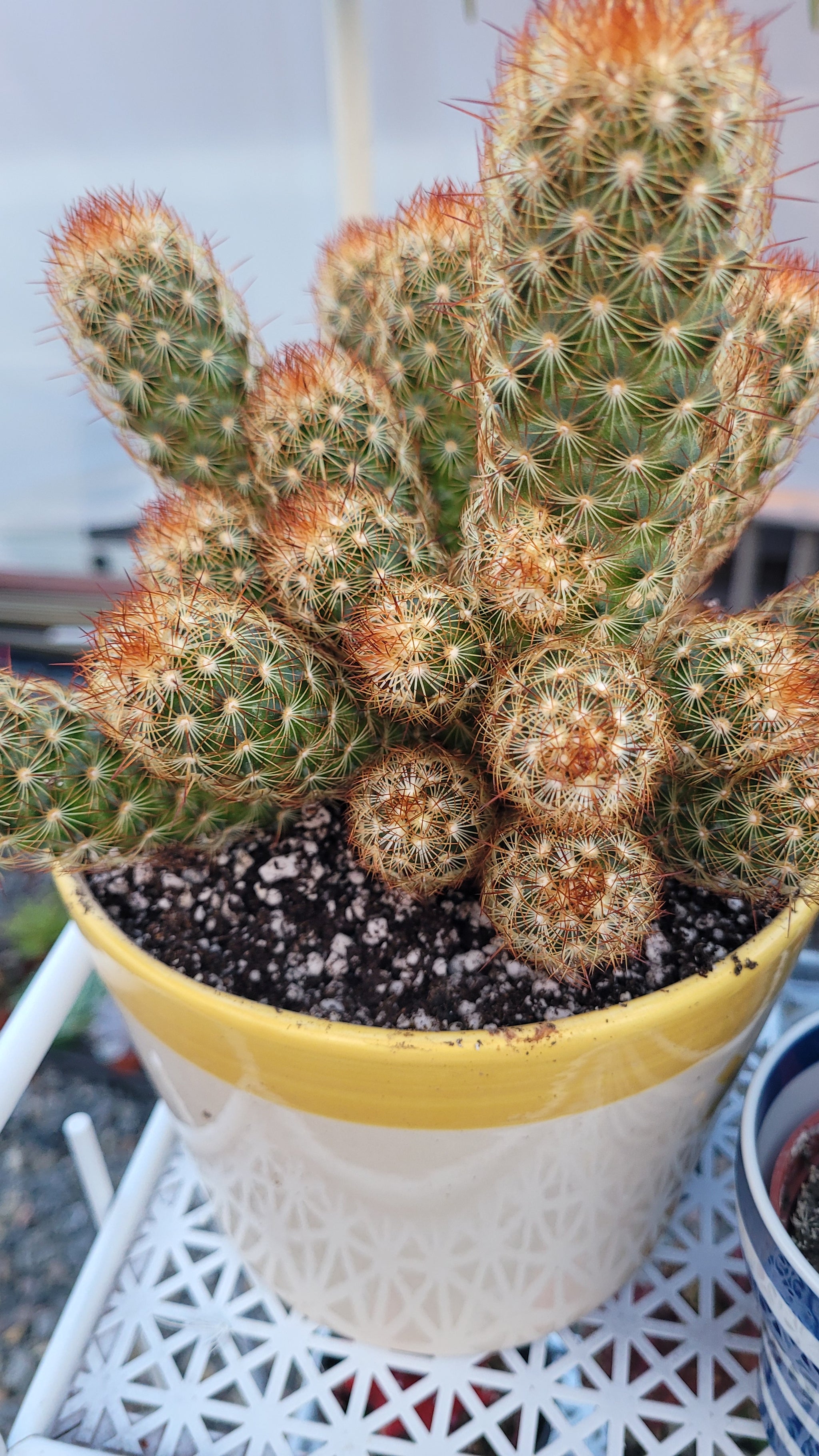 Mammillaria Elongata Copper King – AceMegaSucculents