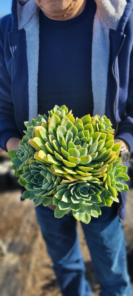 blue atoll succulent Echeveria Blue Atoll – AceMegaSucculents