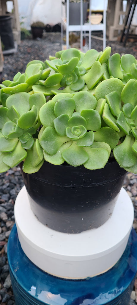 succulent lily Aeonium Lily Pad – AceMegaSucculents
