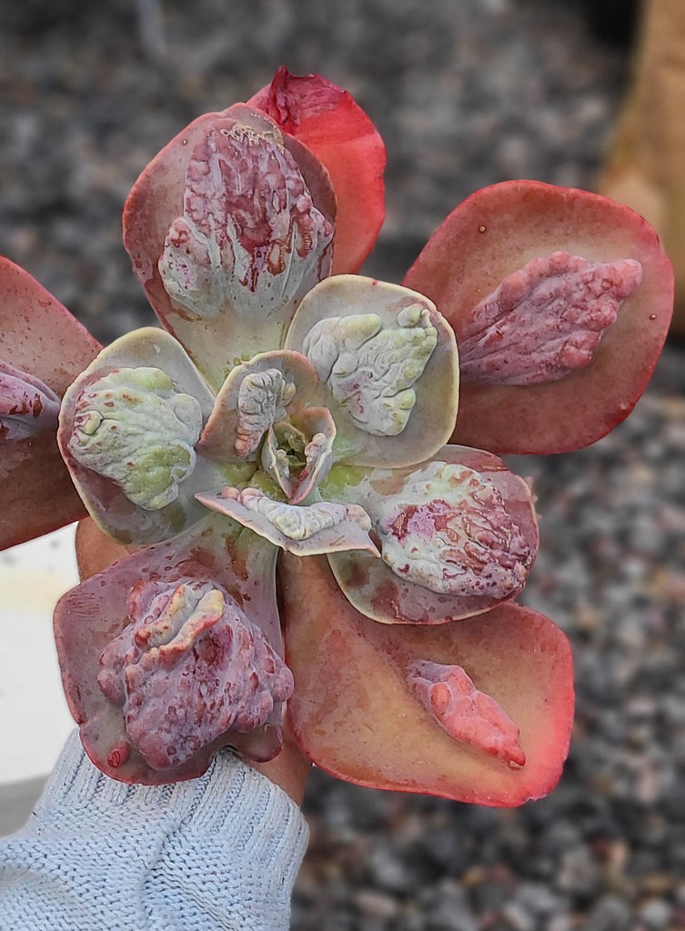 succulent calypso Echeveria 'Calypso' 8" – AceMegaSucculents