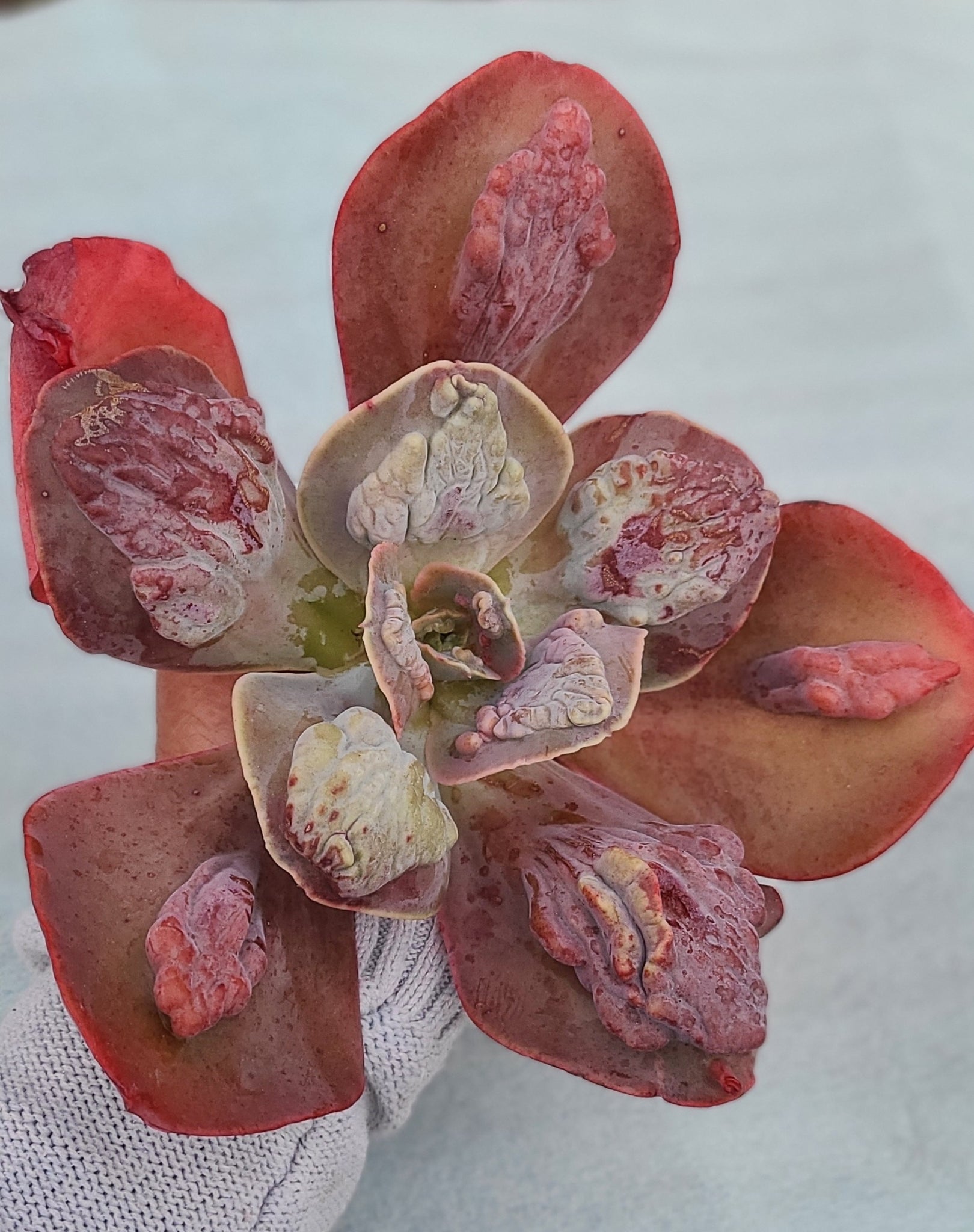succulent calypso Echeveria 'Calypso' 8" – AceMegaSucculents