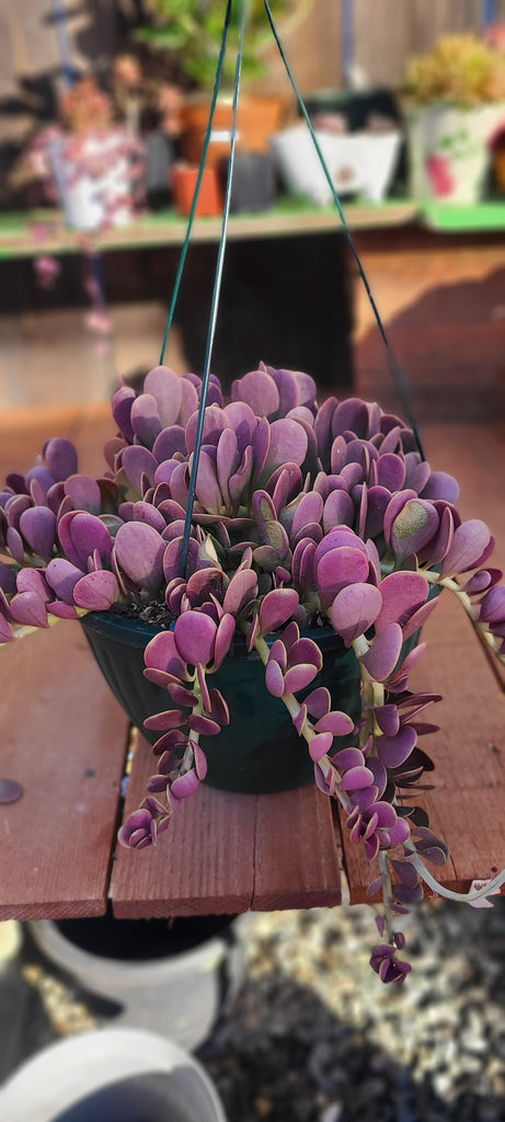 purple trailing succulent Senecio Jade Trailing – AceMegaSucculents