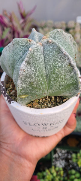 Astrophytum myriostigma---Bishop's Cap