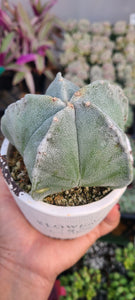 Astrophytum myriostigma---Bishop's Cap