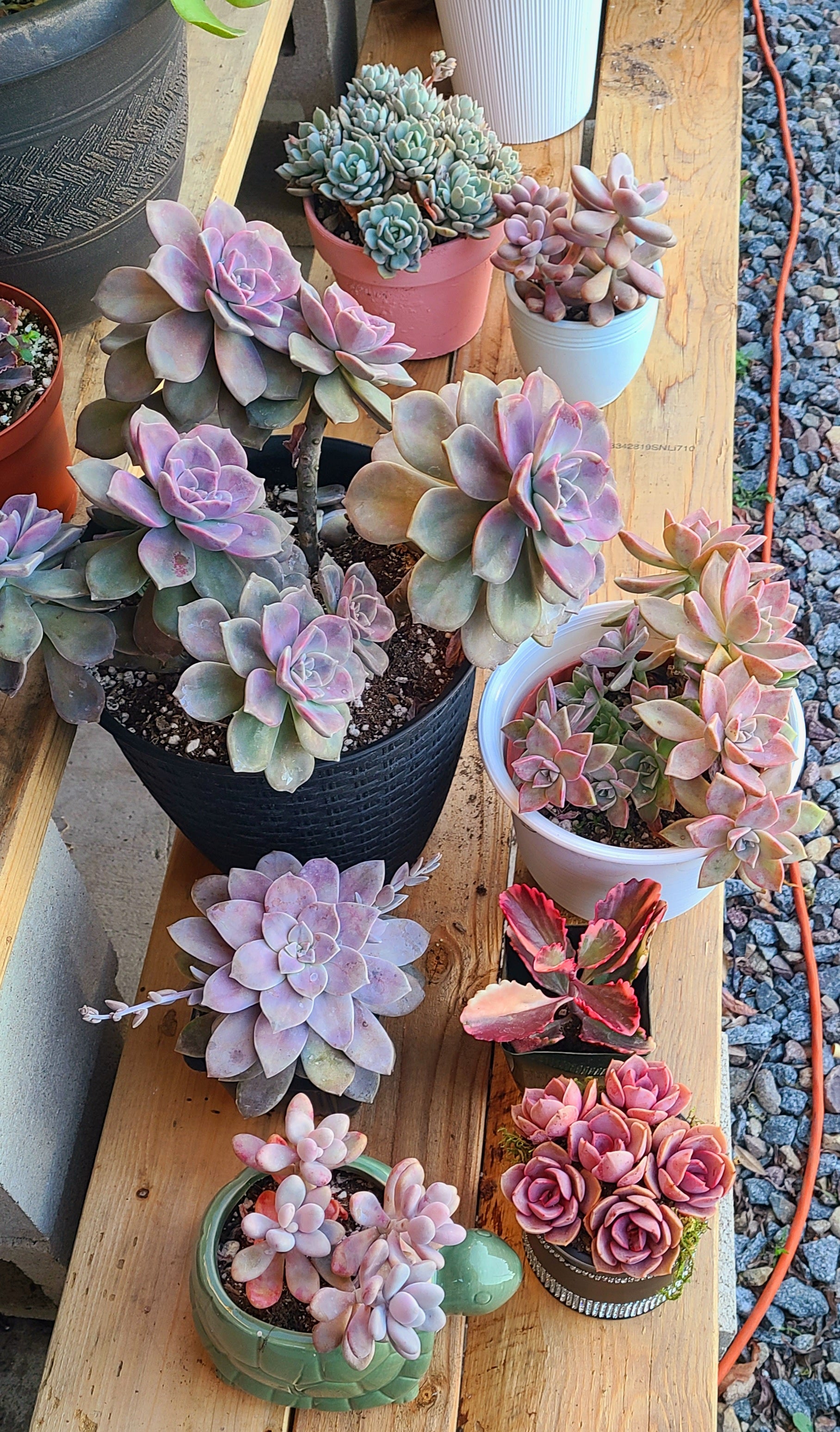echeveria succulent purple Echeveria Purple Delight – AceMegaSucculents