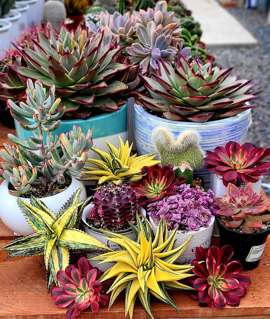import succulents Haworthia Limifolia Rare Import – AceMegaSucculents