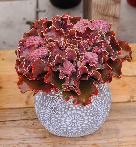 Echeveria violacina