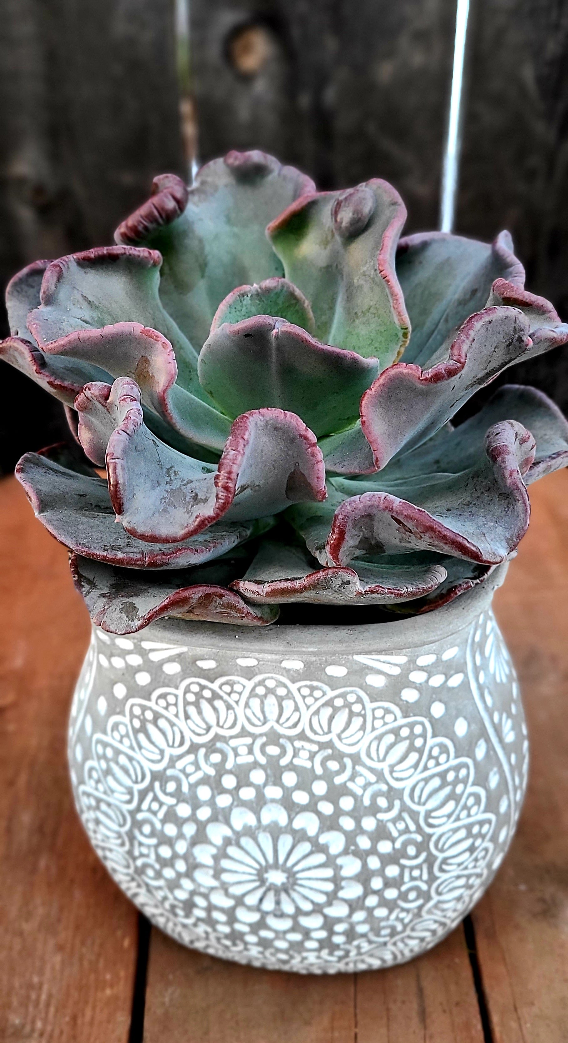 blue toad succulent Pachyveria Blue Toad – AceMegaSucculents