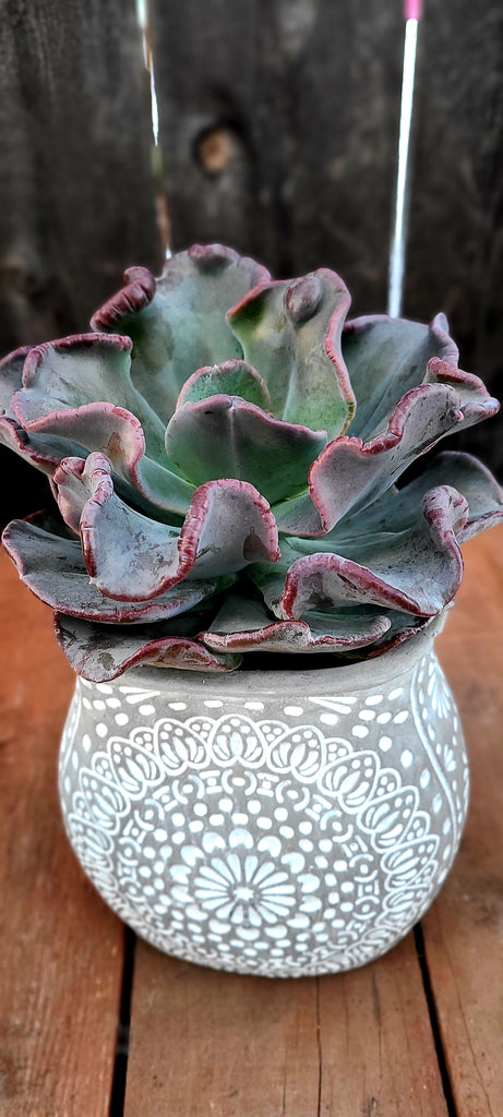 toad plant succulent Pachyveria Blue Toad – AceMegaSucculents