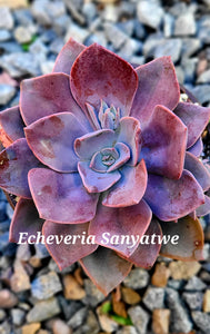 Echeveria Sanyatwe
