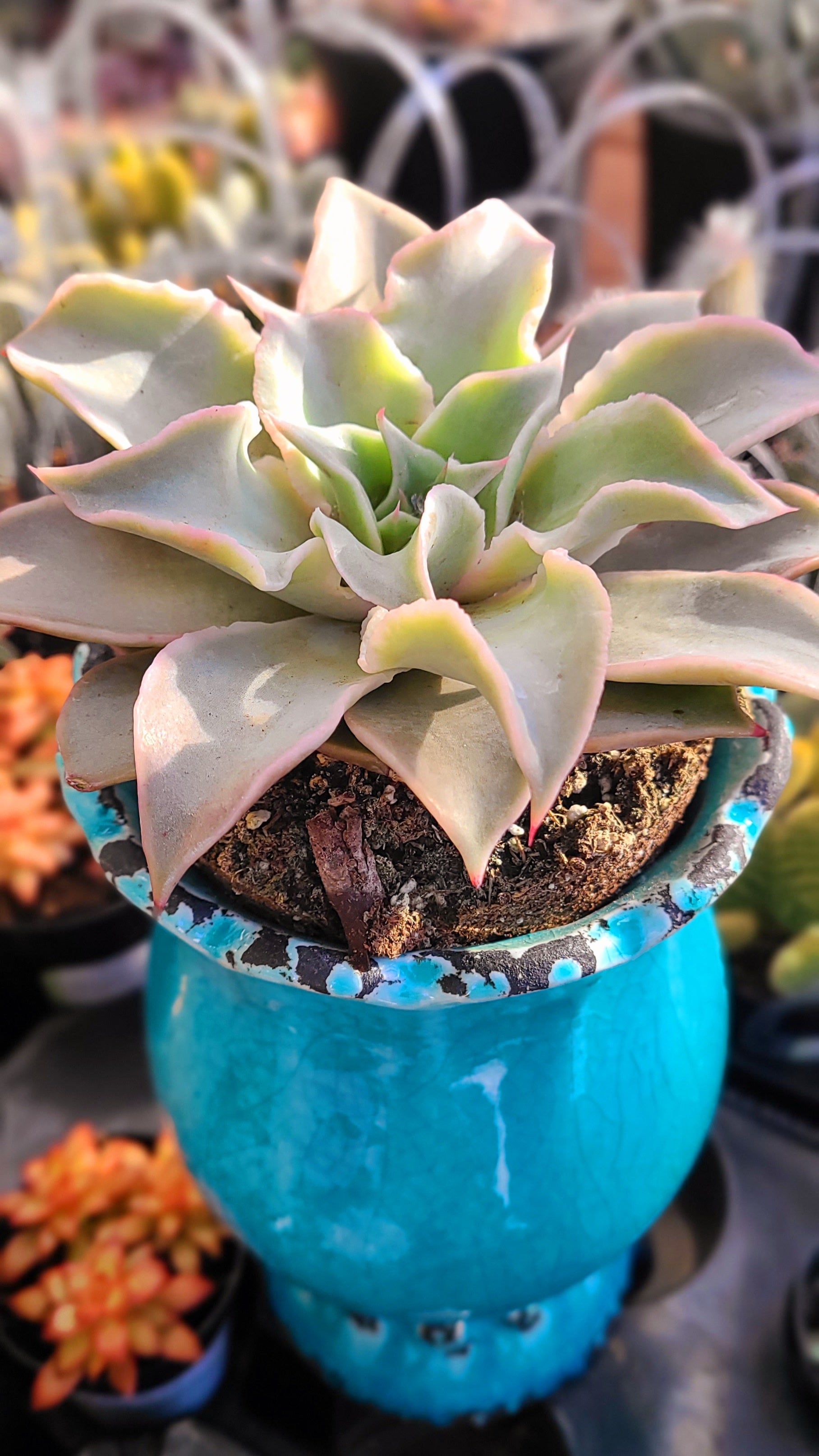 madiba succulent Echeveria Madiba – AceMegaSucculents