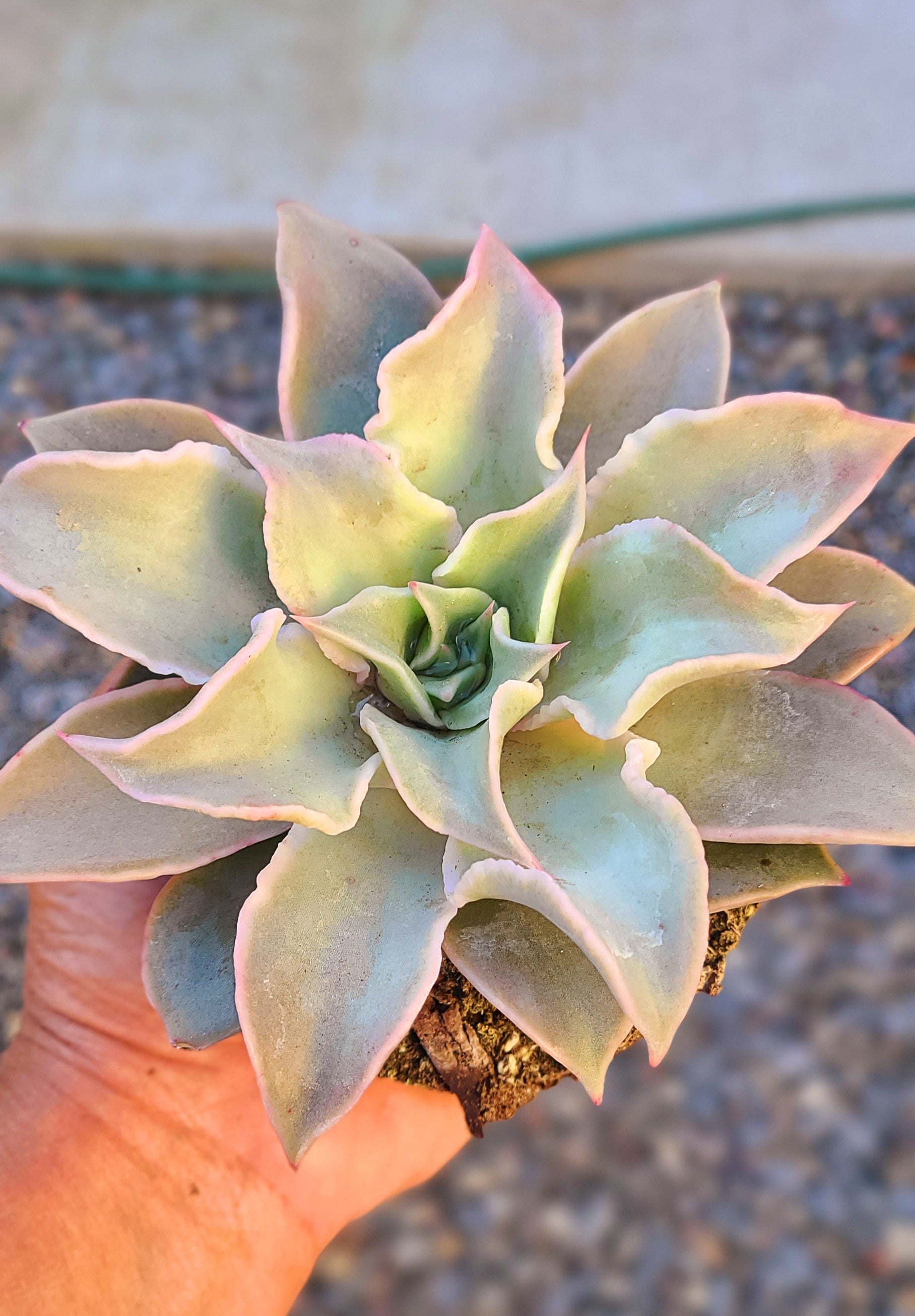 madiba succulent Echeveria Madiba – AceMegaSucculents