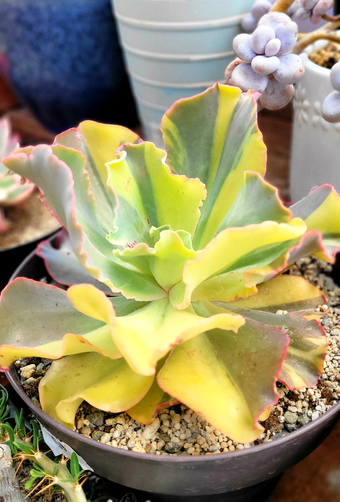 shaviana succulent Echeveria Shaviana Curly Variegated Rare Import – AceMegaSucculents