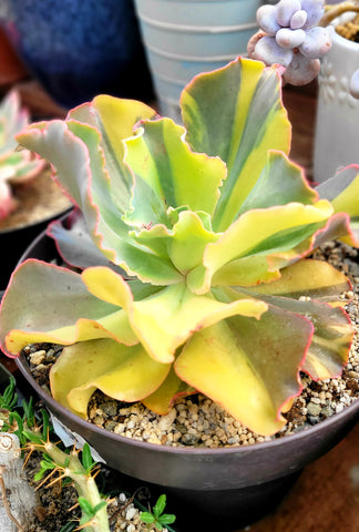 Echeveria Shaviana Curly Variegated Rare Import