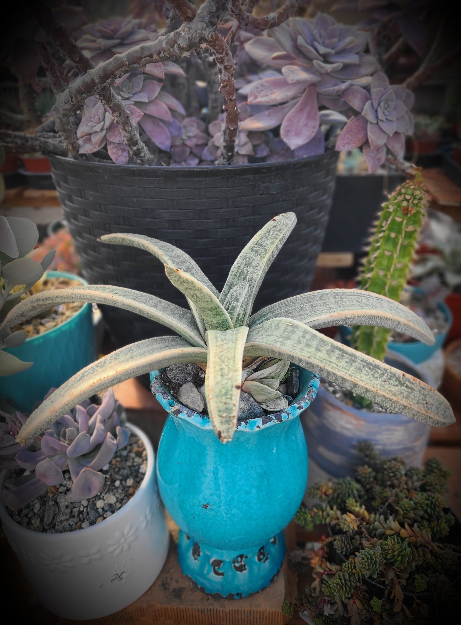 Gasteria Batesiana Variegated