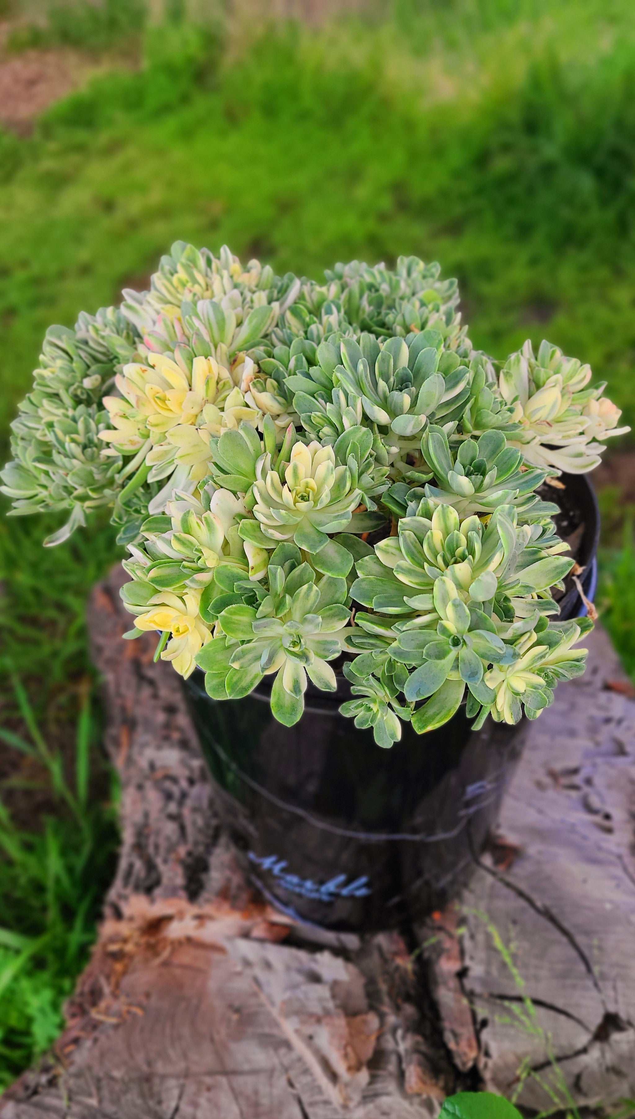 suncup succulent Aeonium Suncup – AceMegaSucculents