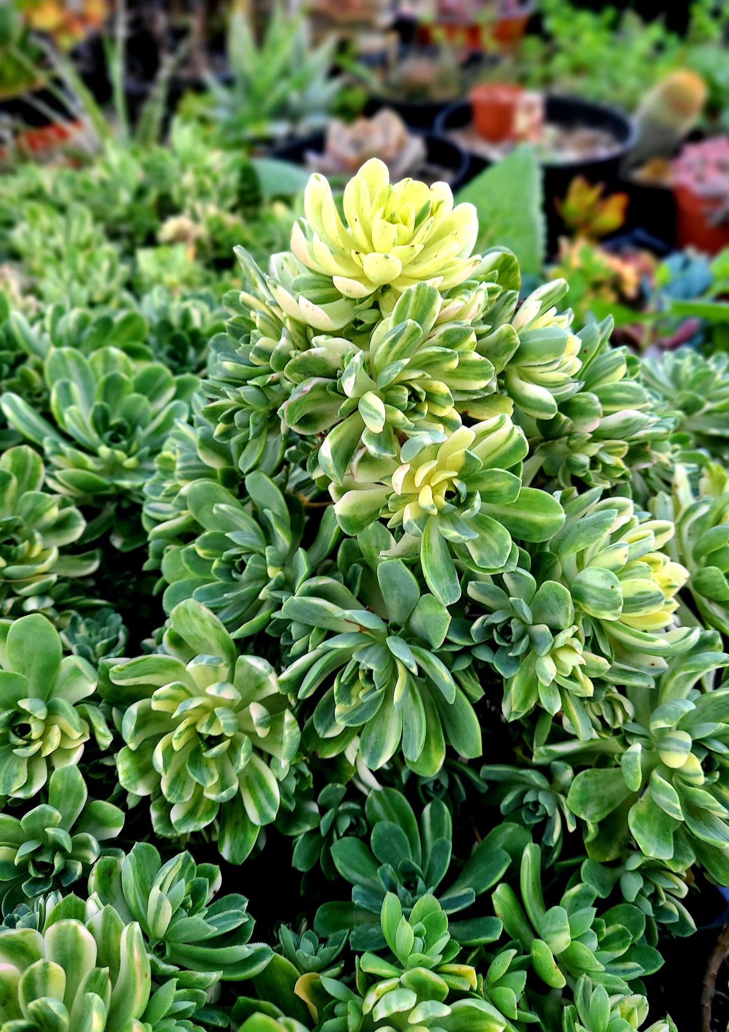 suncup succulent Aeonium Suncup – AceMegaSucculents