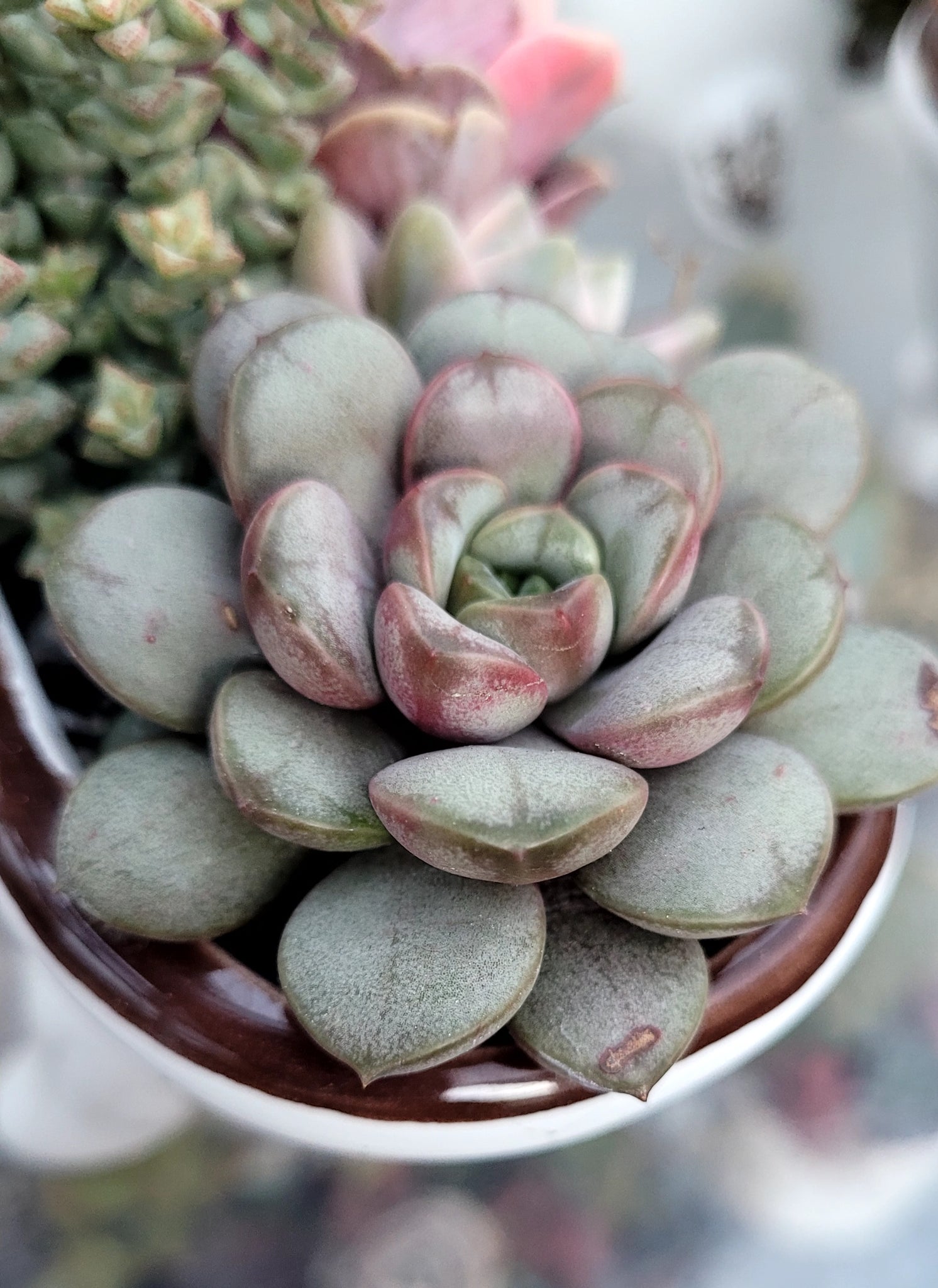amethorum succulent Graptoveria amethorum – AceMegaSucculents