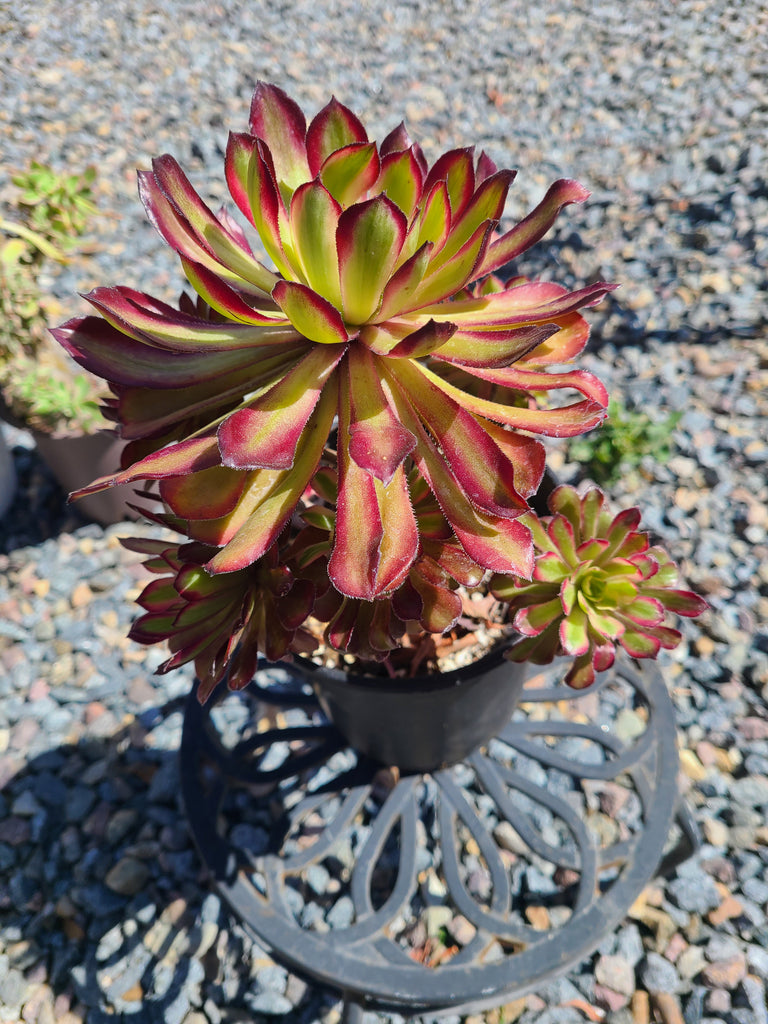 mardi gras succulent for sale Aeonium Arboreum Mardi Gras – AceMegaSucculents