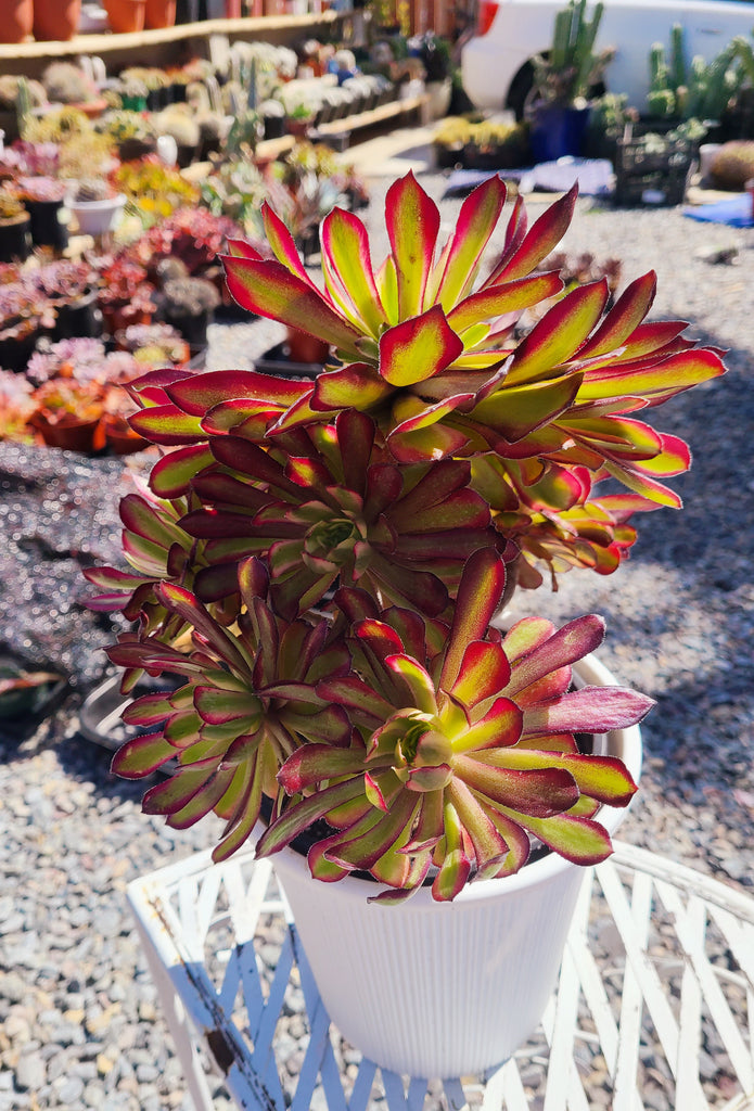 aeonium mardi gras succulent Aeonium Arboreum Mardi Gras – AceMegaSucculents