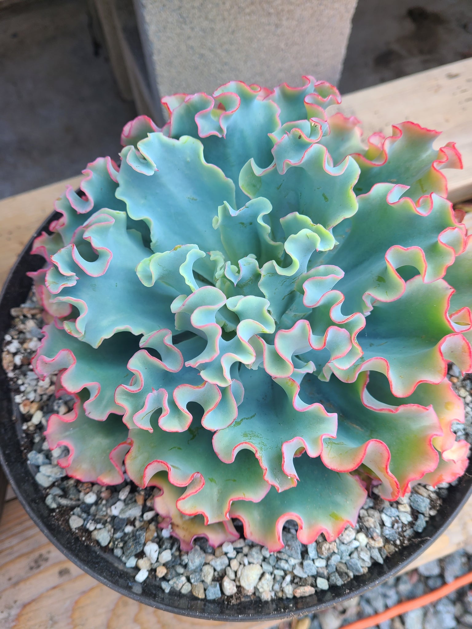 curly locks succulent Echeveria Hybrid curly lock 3gal. – AceMegaSucculents