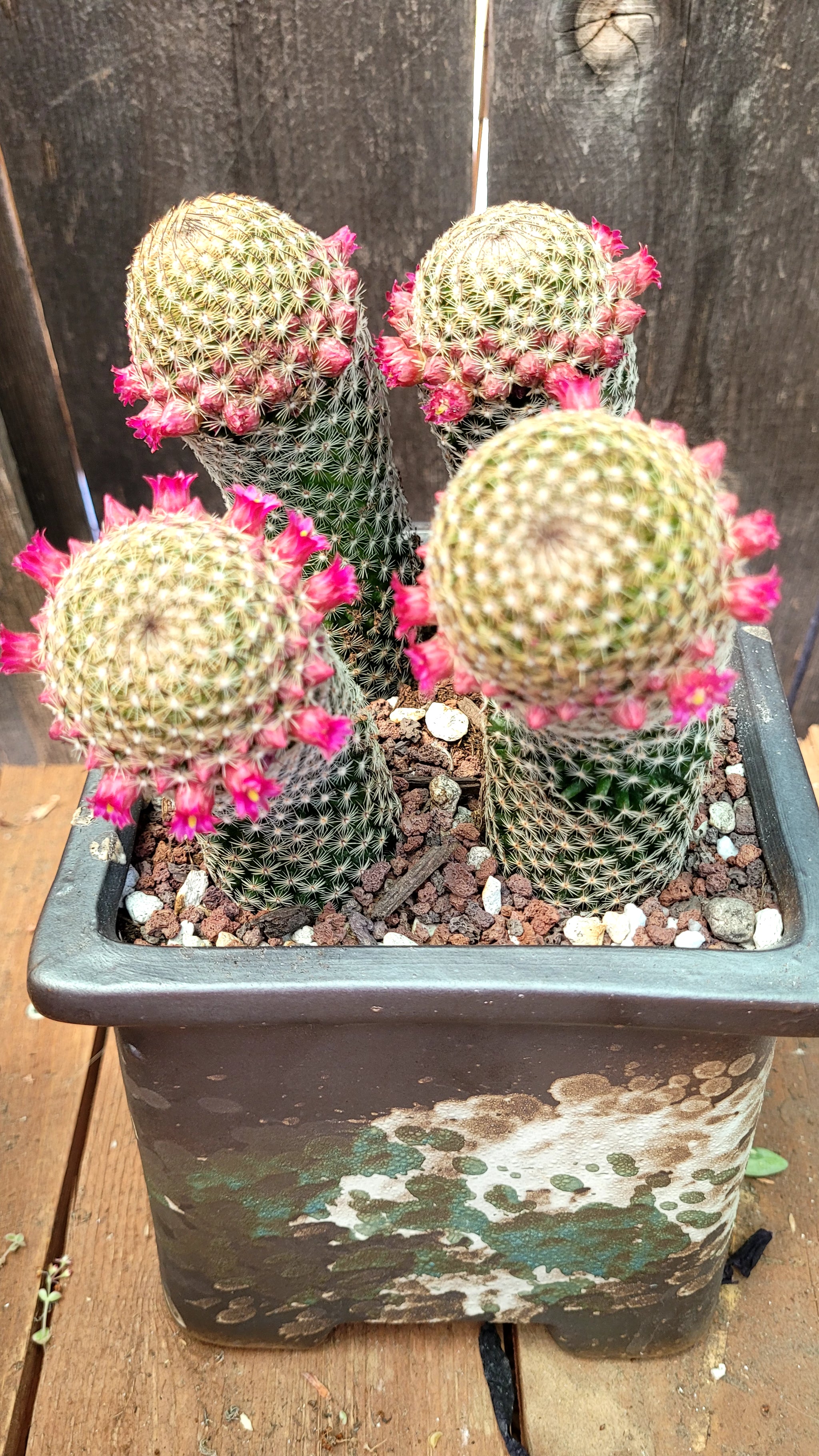 Mammillaria matudae – AceMegaSucculents