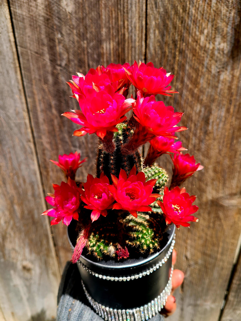 Echonopsis rose quartz/peanut cactus – AceMegaSucculents