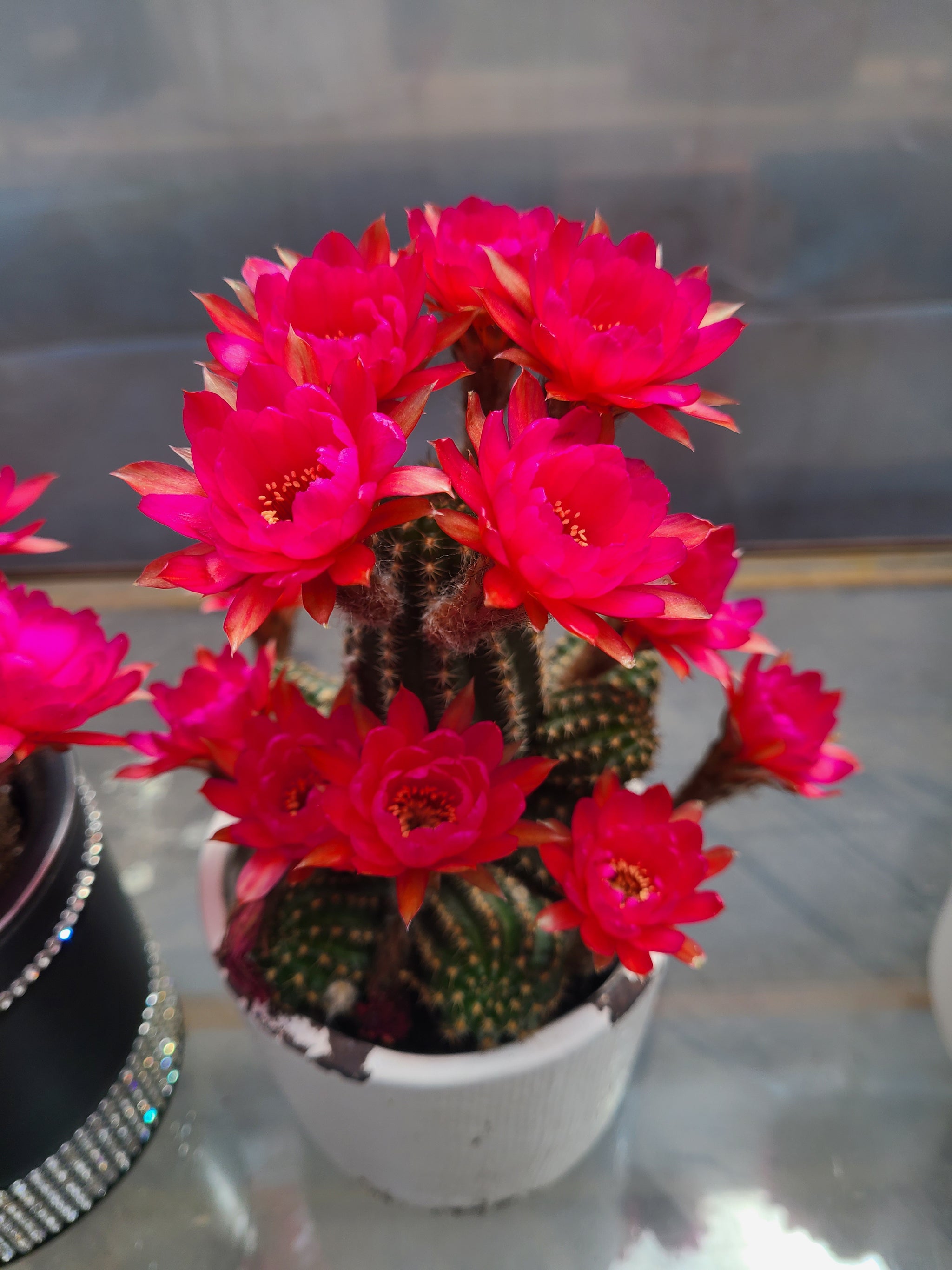 rose cactus succulent Echonopsis rose quartz/peanut cactus – AceMegaSucculents
