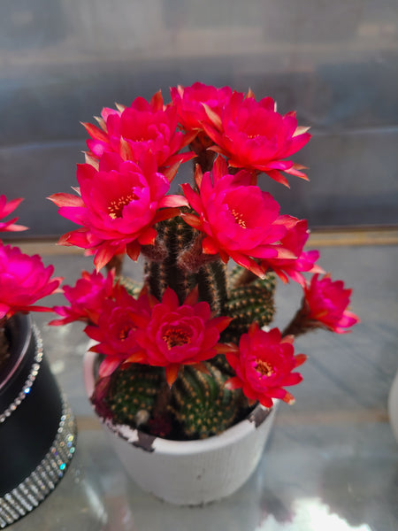 Echonopsis rose quartz/peanut cactus