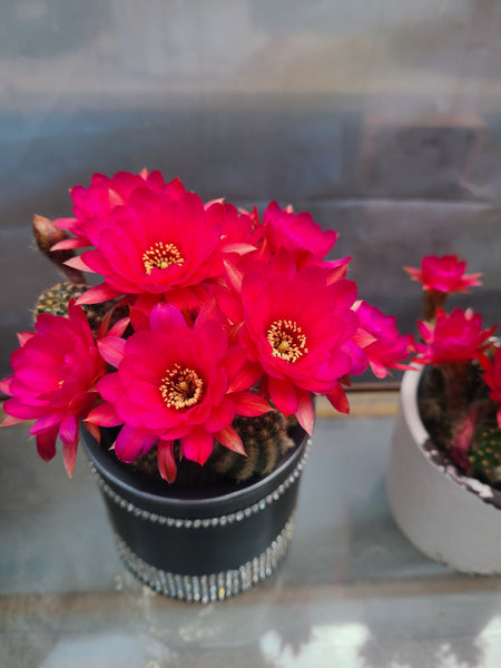 Echonopsis rose quartz/peanut cactus