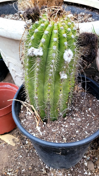 Trichocereus cv ‘Flying Saucer’ Cactus 3gal