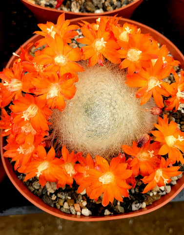 Rebutia albipilosa cactus