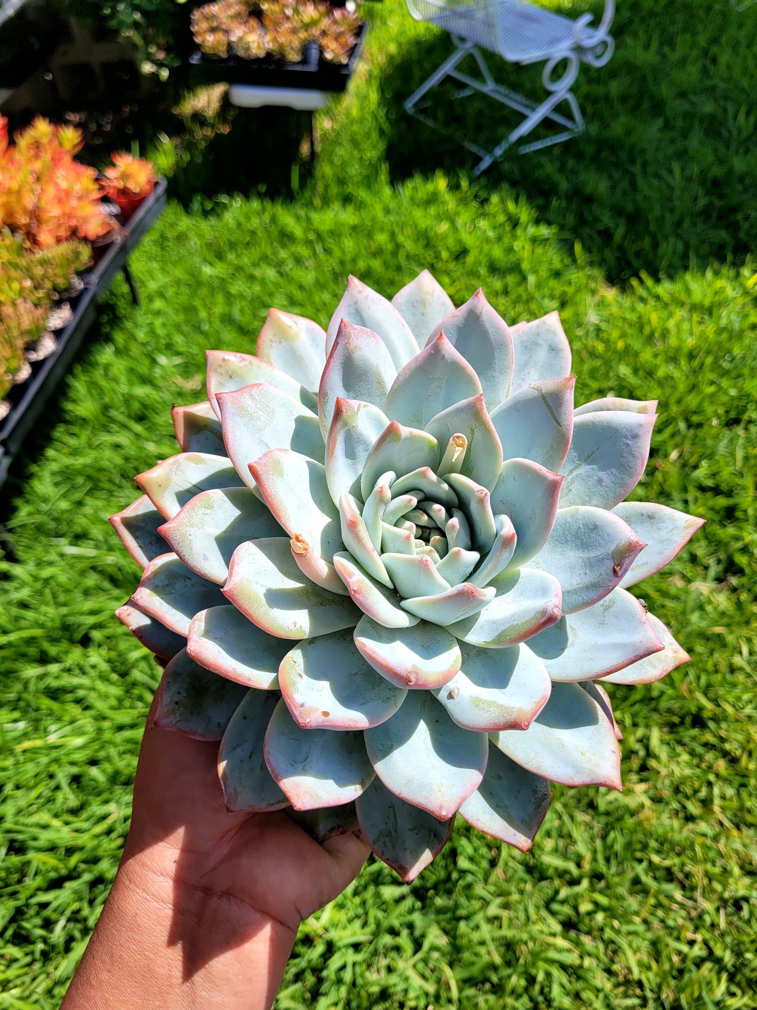 echeveria blue bird succulent Echeveria Blue Bird – AceMegaSucculents