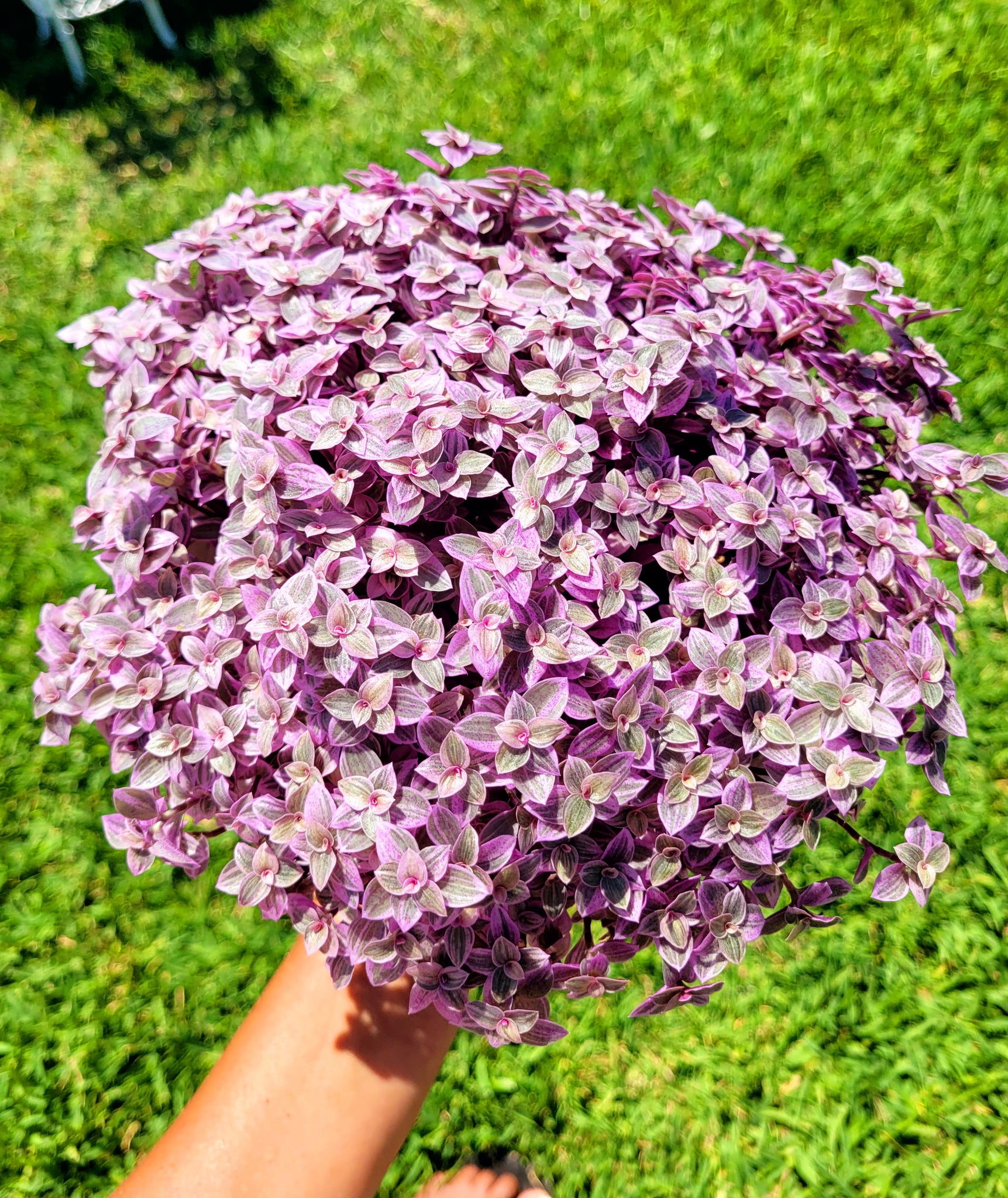callisia repens succulent Callisia Repens Pink Panther – AceMegaSucculents