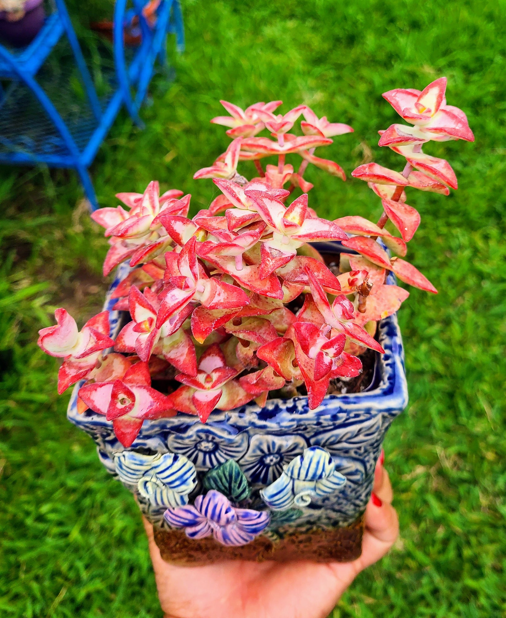 high voltage succulent Crassula Rupestris "High Voltage" – AceMegaSucculents